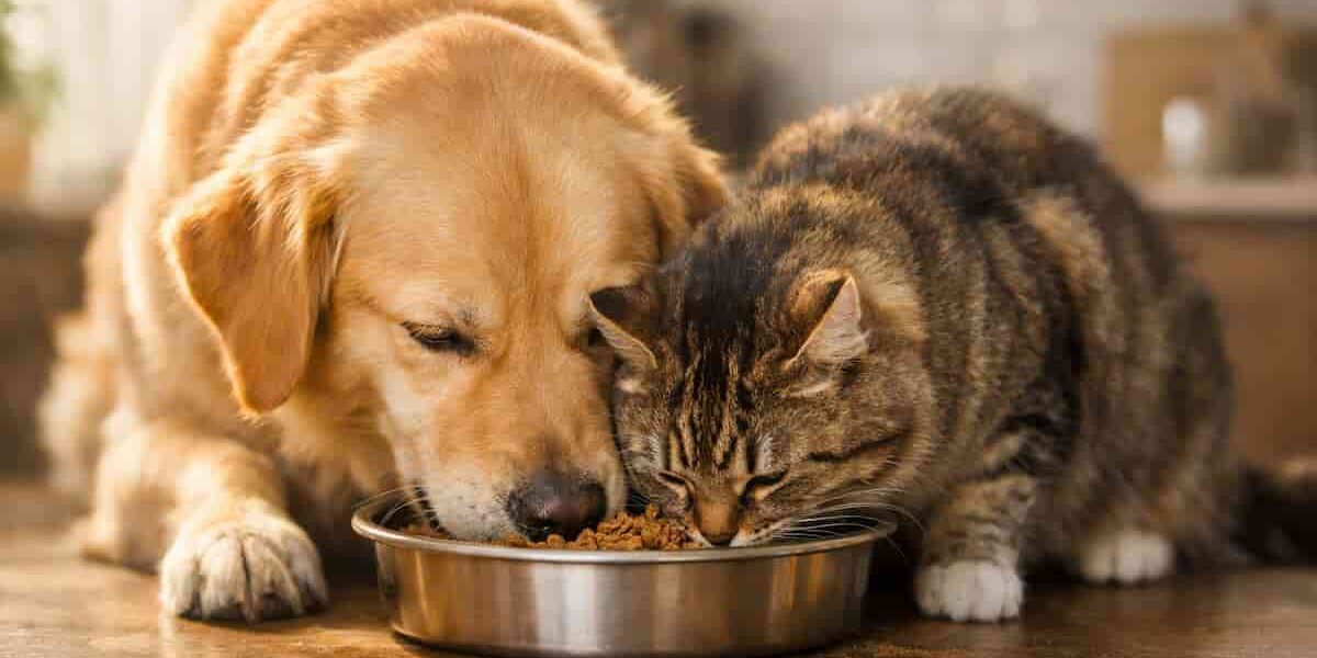cane e gatto che mangiano insieme cane e gatto che mangiano insieme