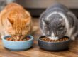 gatti che mangiano umido e crocchette