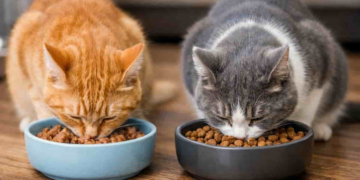 gatti mangiano umido e crocchette gatti che mangiano umido e crocchette