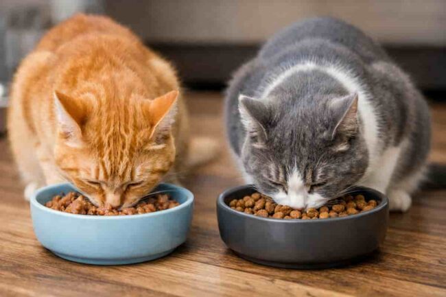 gatti che mangiano umido e crocchette