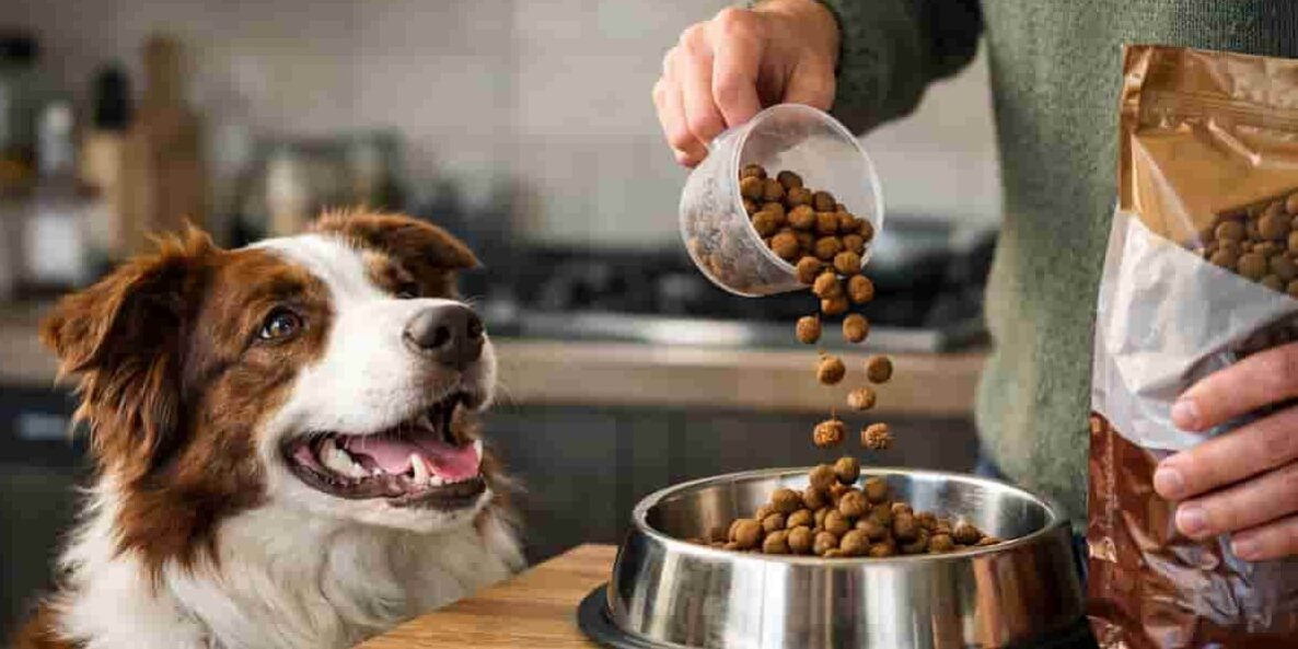 proprietario che prepara il cibo da dare al cane verifica calorie cibo per cane