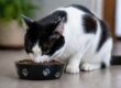 gatto bianco e nero che sta mangiando