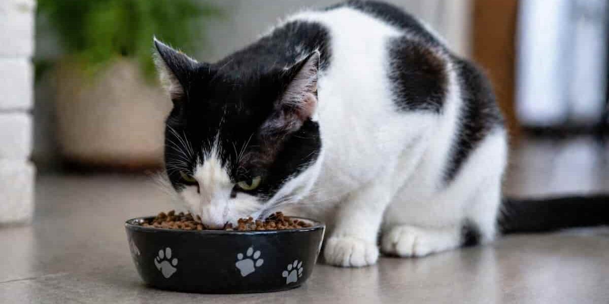 Alimentazione del gatto gatto bianco e nero che sta mangiando