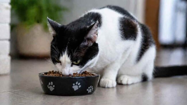 gatto bianco e nero che sta mangiando