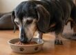 cane anziano bassotto che mangia