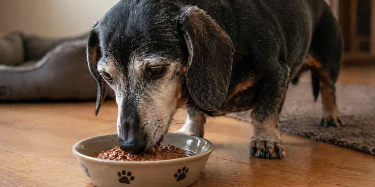 cane anziano bassotto che mangia