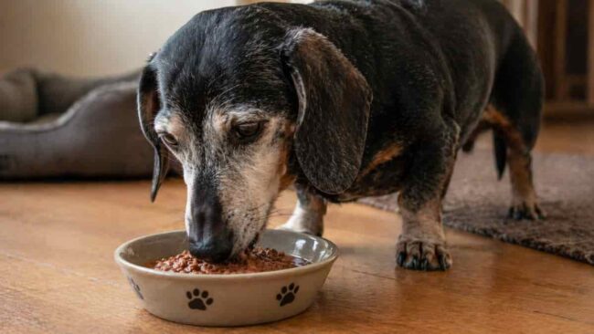 cane anziano bassotto che mangia